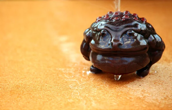 Dinheiro Toad Gota Água — Fotografia de Stock