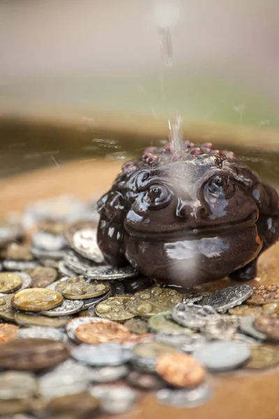 Geld Kröten Wassertropfen — Stockfoto