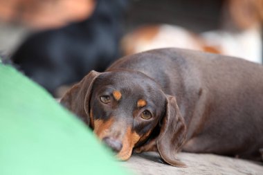 Dachshund Köpek Yaz Bahçesi