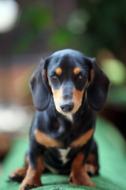 Dachshund Köpek Yaz Bahçesi
