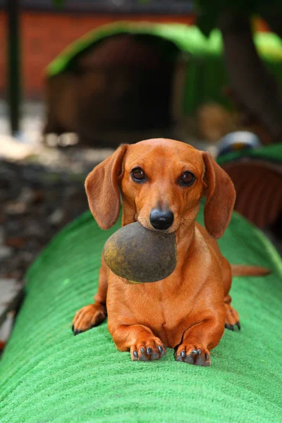 ダックスフント犬の夏の庭 — ストック写真