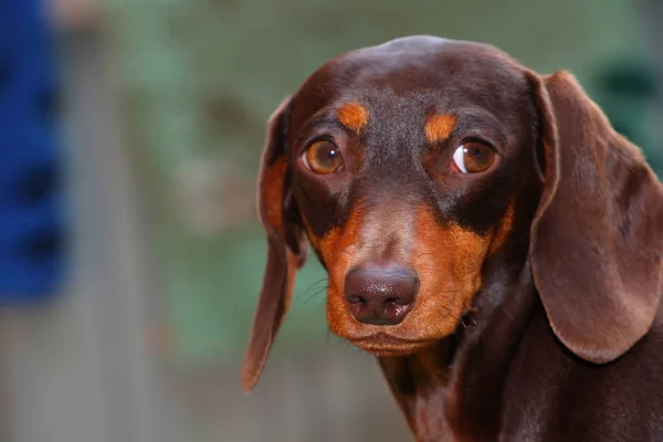 Dackel Hund Sommergarten — Stockfoto