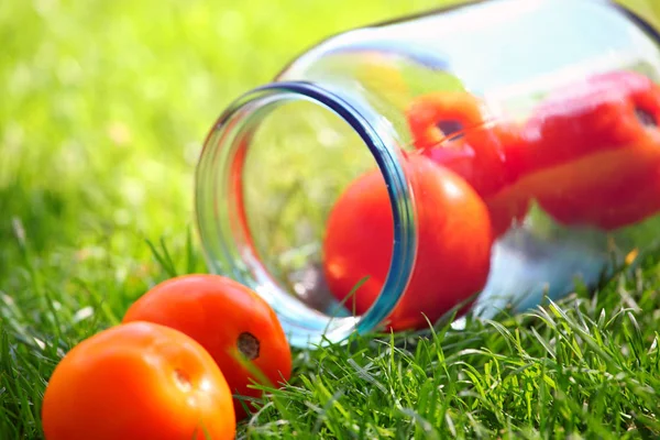 Yellow Tomato Summer Garden — Stock Photo, Image