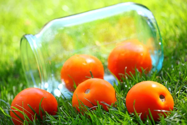 Yellow Tomato Summer Garden — Stock Photo, Image