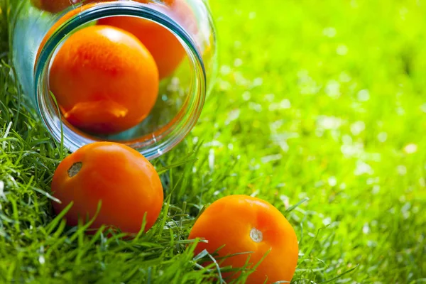 Sommergarten Mit Gelben Tomaten — Stockfoto