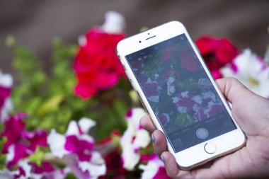 El smartphone çekim Bahçe çiçekleri