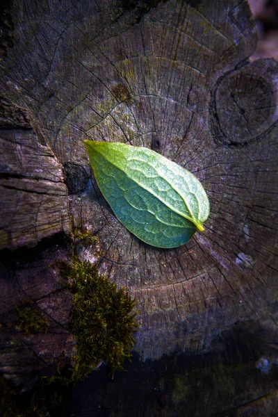 Bosque Verde Una Hoja —  Fotos de Stock