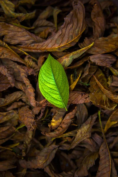 Green One Leaf Autumn Season — Stock Photo, Image