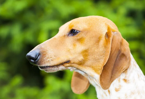 ダックスフント犬の夏の庭 — ストック写真