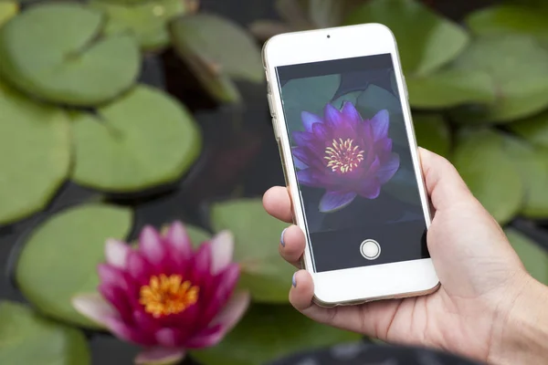 hand smartphone water lily