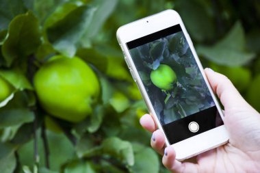 Smartphone çekim elma Bahçe 