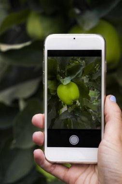 Smartphone çekim elma Bahçe 
