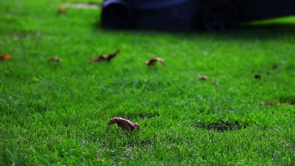 夏庭の芝生の発動機 — ストック動画
