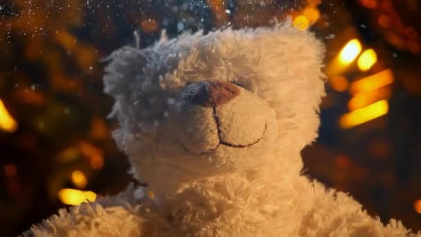 Wool Bear Snow Footage — стоковое видео