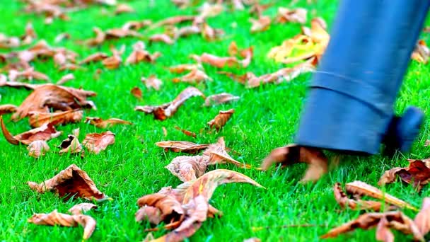 Herbstblättergarten Sauber — Stockvideo