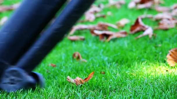 Herbstblättergarten Sauber — Stockvideo