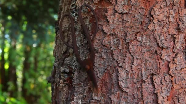 Vieux ciseaux arbre fond images 