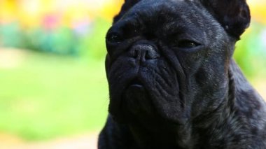 Siyah Fransız Bulldog Bahçe hd