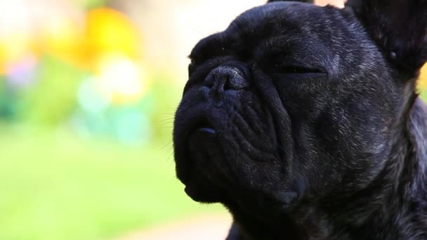 Schwarze Französische Bulldogge Garten — Stockvideo