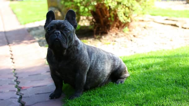Czarny French Bulldog Ogród — Wideo stockowe