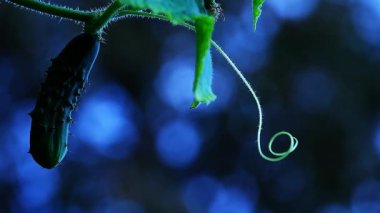 Salatalık gece yaz bahçe hd