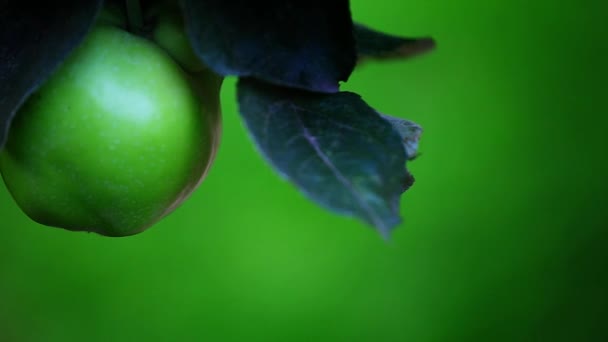Grönt Äpple Träd Trädgård — Stockvideo