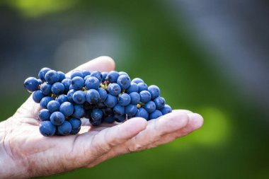 Eller üzüm yaz bahçesi