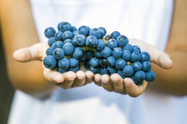 Eller üzüm yaz bahçesi