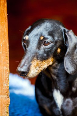 Dachshund Köpek Yaz Bahçesi