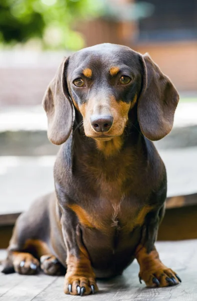 Dachshund Köpek Yaz Bahçesi