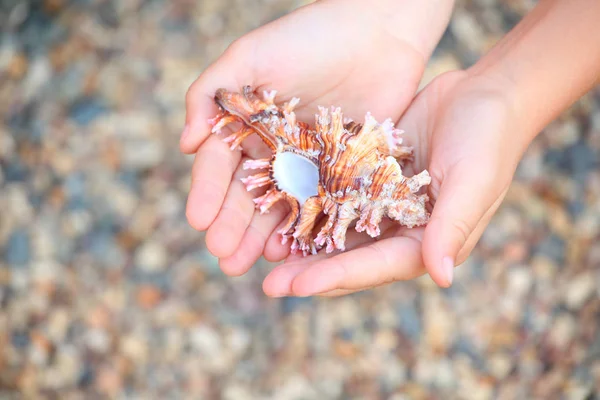 Seashell Chica Manos Playa —  Fotos de Stock