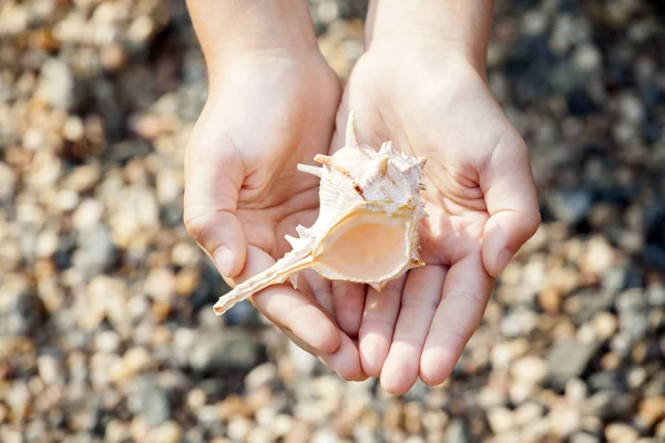 Seashell Chica Manos Playa —  Fotos de Stock