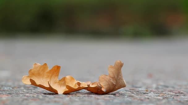 Herfst Bladeren Stad Weg Beelden — Stockvideo