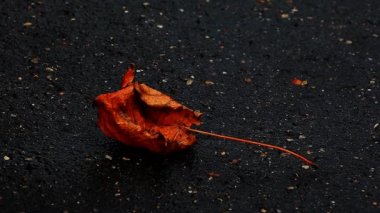 Sonbahar yaprakları yağmur damla asfalt görüntüleri hd