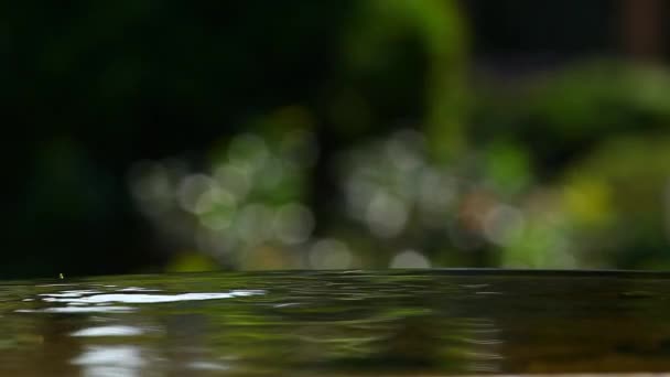 Schwimmende Herbstblätter — Stockvideo