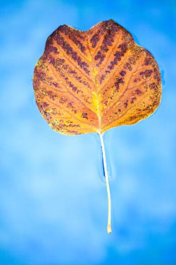 Yüzme Havuzu sonbahar yaprakları