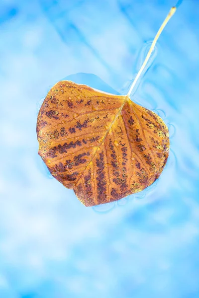Jesienią Liście Basen — Zdjęcie stockowe