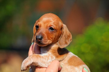 Dachshund köpek yavrusu sonbahar bahçe
