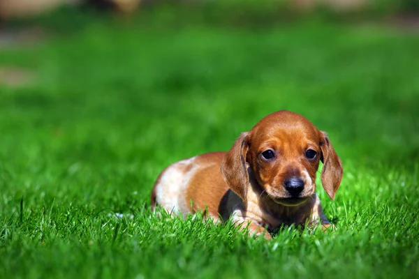 ダックスフンド子犬の秋の庭 — ストック写真