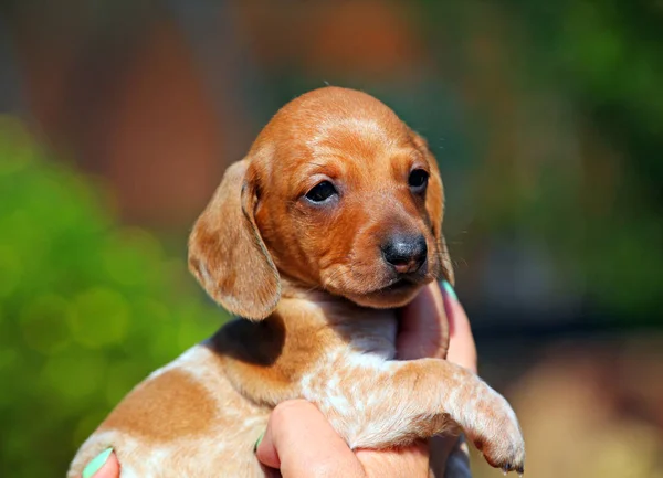 Dachshund Cucciolo giardino autunnale — Foto Stock