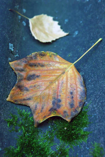 Outono Árvore Folhas Floresta — Fotografia de Stock