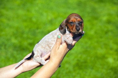 Dachshund köpek yavrusu sonbahar bahçe