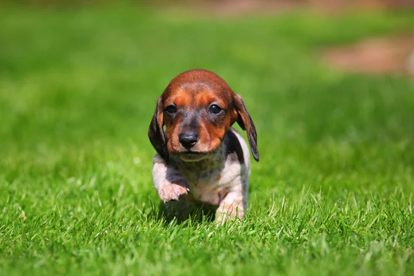 Είδος γερμανικού κυνηγετικού σκύλου κουτάβι φθινοπωρινό κήπο — Φωτογραφία Αρχείου
