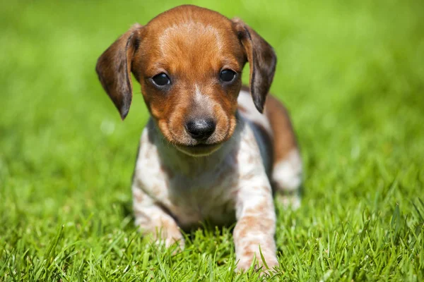 Dachshund cachorro jardín de otoño —  Fotos de Stock