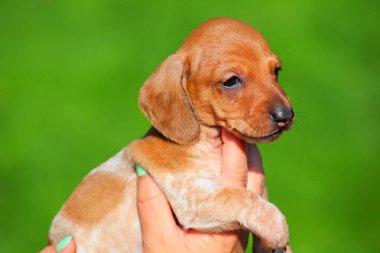 Dachshund köpek yavrusu eller sonbahar bahçe 