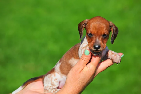 Dachshund Cachorro Manos Otoño Jardín — Foto de Stock