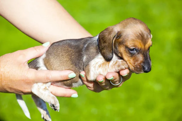 Dachshund Puppy Hands Autumn Garden — Stock Photo, Image