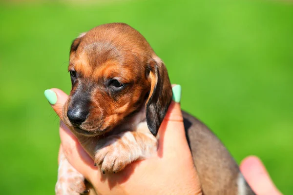 Dachshund Puppy autumn garden — Stock Photo, Image