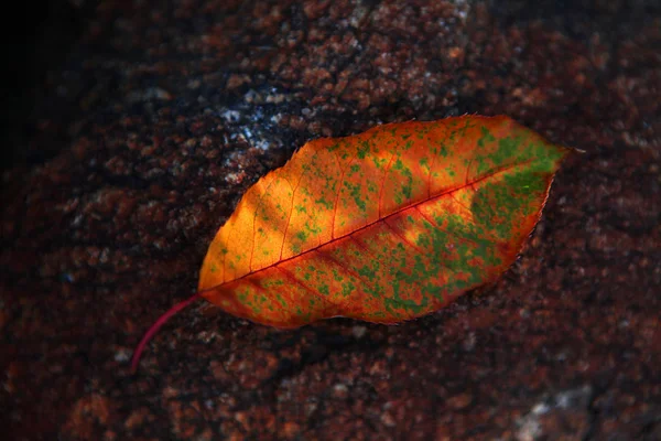 Drzewo Jesień Liści Lasu — Zdjęcie stockowe
