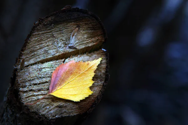 Őszi Levelek Erdő — Stock Fotó